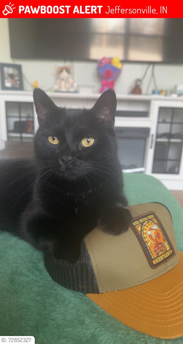 Lost Male Cat last seen Presidential Place & Middle rd , Jeffersonville, IN 47130