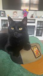 Lost Male Cat last seen Presidential Place & Middle rd , Jeffersonville, IN 47130