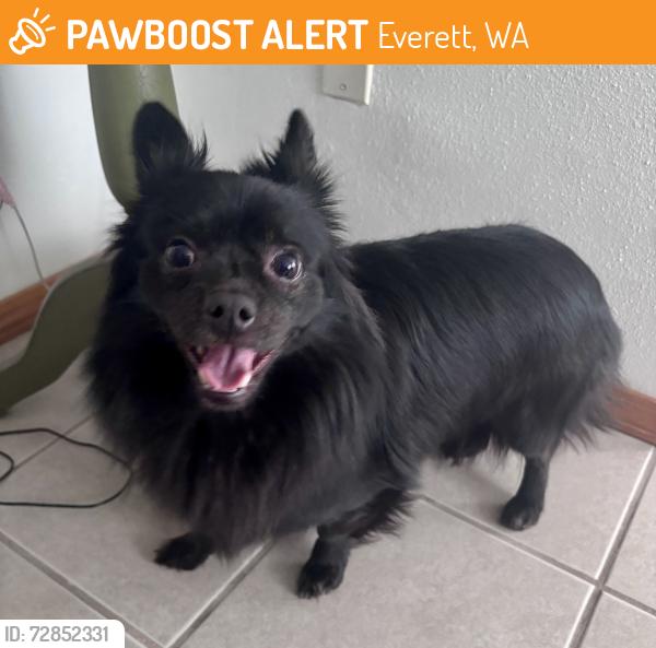 Found/Stray Unknown Dog last seen 112th st & 4th Ave, Everett, WA 98204