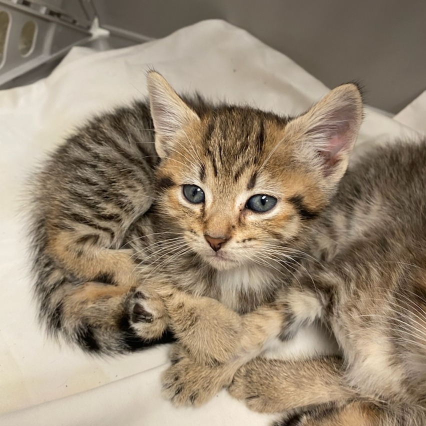 Shelter Stray Male Cat last seen , 2350 Appling City Cove, Memphis, TN 38133, USA