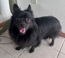 Found/Stray Unknown Dog last seen 112th st & 4th Ave, Everett, WA 98204