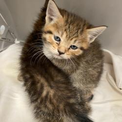 Shelter Stray Male Cat last seen , 2350 Appling City Cove, Memphis, TN 38133, USA