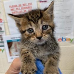 Shelter Stray Male Cat last seen , 2350 Appling City Cove, Memphis, TN 38133, USA