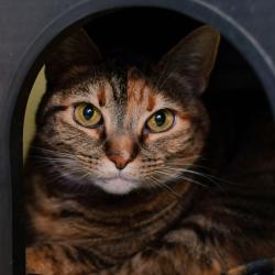 Shelter Stray Female Cat last seen , Ottawa, KS 66067