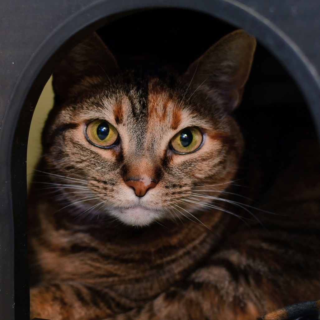 Shelter Stray Female Cat last seen , Ottawa, KS 66067