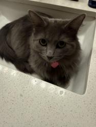 Lost Female Cat last seen Higley /southern , Mesa, AZ 85205