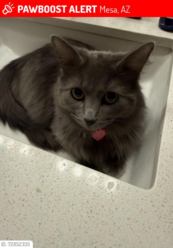 Lost Female Cat last seen Higley /southern , Mesa, AZ 85205