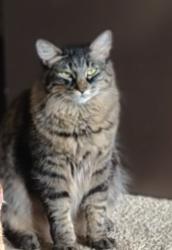Reunited Male Cat last seen Garner and acosta plaza, Salinas, CA 93905