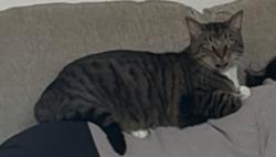 Lost Male Cat last seen Villages of Wakefield parks , Burleson, TX 76028