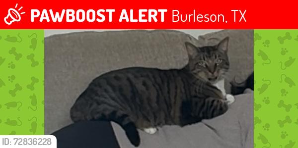 Lost Male Cat last seen Villages of Wakefield parks , Burleson, TX 76028