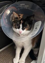 Lost Female Cat last seen Mission ave, Riverside, CA 92509