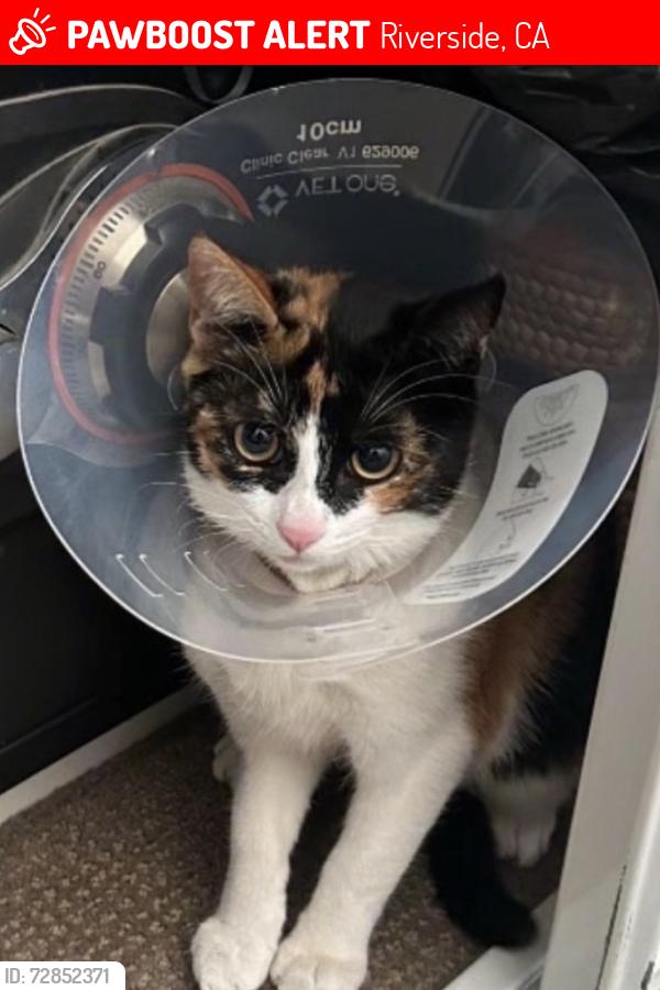 Lost Female Cat last seen Mission ave, Riverside, CA 92509
