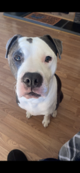 Lost Female Dog last seen Catawba County Animal Shelter, Newton, NC 28658