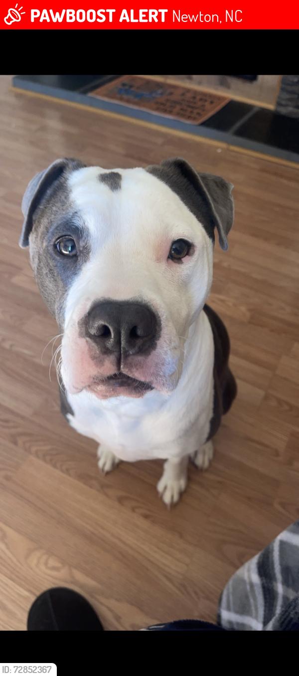 Lost Female Dog last seen Catawba County Animal Shelter, Newton, NC 28658