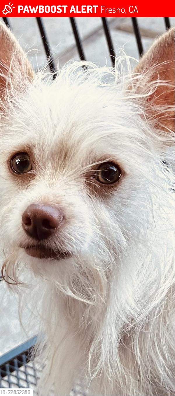 Lost Male Dog last seen Fruit and Dakota , Fresno, CA 93705