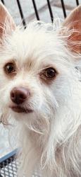 Lost Male Dog last seen Fruit and Dakota , Fresno, CA 93705