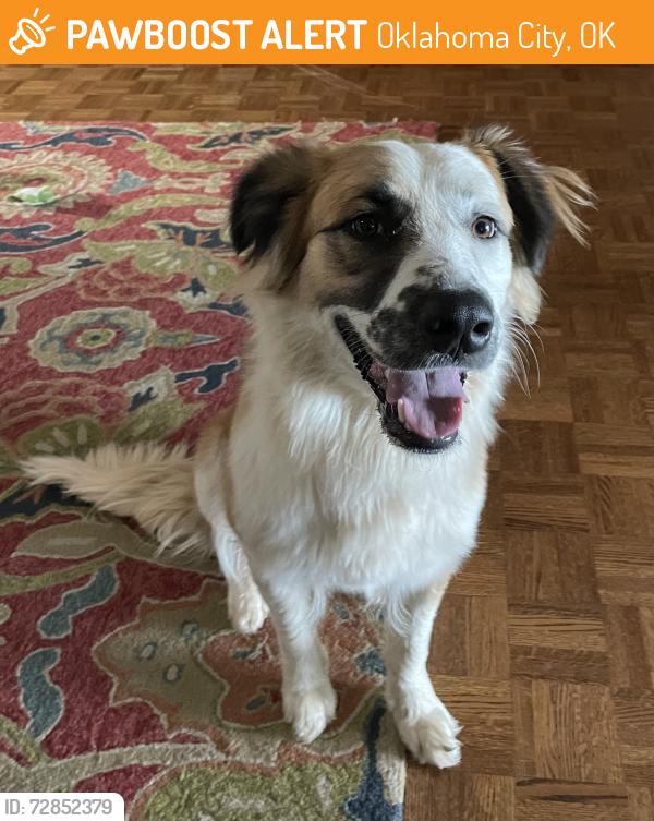 Found/Stray Female Dog last seen Lakeshore Park, Oklahoma City, OK 73132