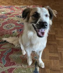 Found/Stray Female Dog last seen Lakeshore Park, Oklahoma City, OK 73132