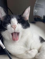 Lost Male Cat last seen 66th and 118th , Mountlake Terrace, WA 98043