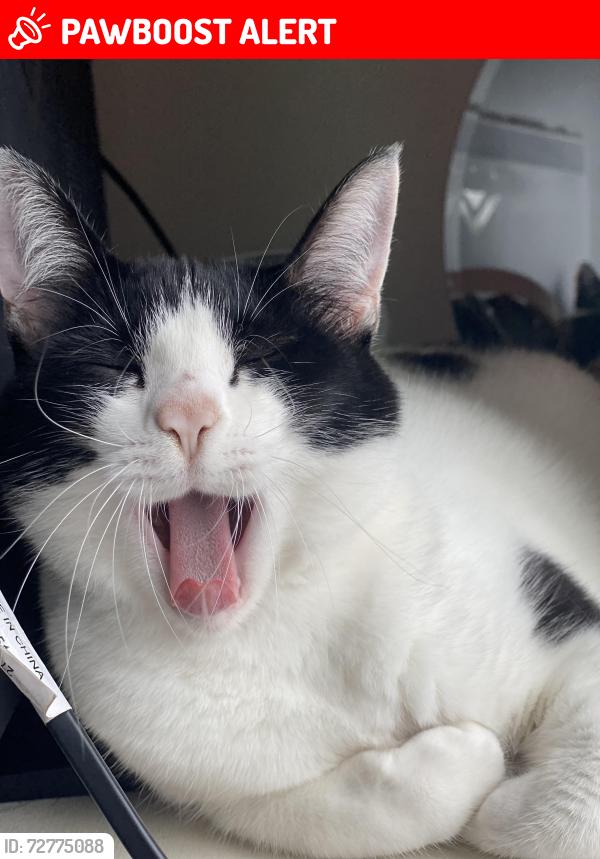Lost Male Cat last seen 66th and 118th , Mountlake Terrace, WA 98043