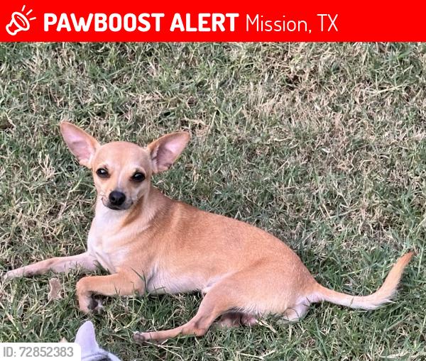 Lost Male Dog last seen Near Mayberry and mile 2 , Mission, TX 78574