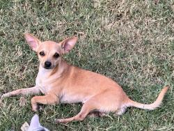 Lost Male Dog last seen Near Mayberry and mile 2 , Mission, TX 78574