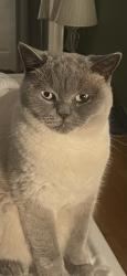 Lost Female Cat last seen Hubbard’s close , Greater London, England UB8 3HB