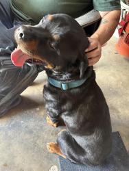 Found/Stray Male Dog last seen Marks, Fresno, CA 93711
