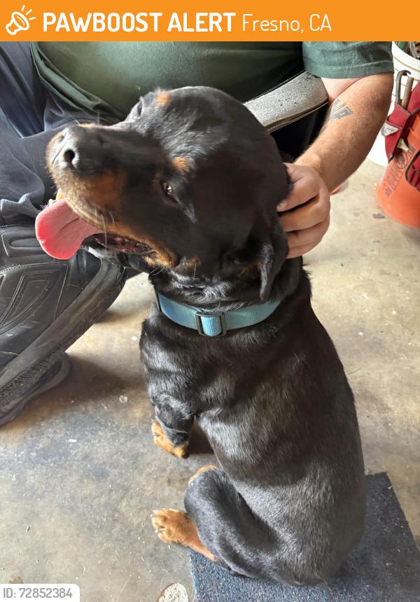 Found/Stray Male Dog last seen Marks, Fresno, CA 93711