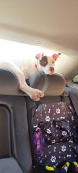 Lost Female Dog last seen Caddo Highway Sawmill road, Durant, OK 74701