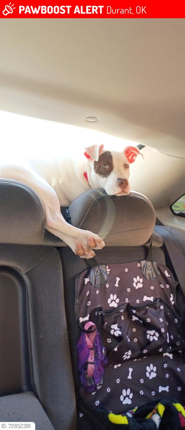 Lost Female Dog last seen Caddo Highway Sawmill road, Durant, OK 74701