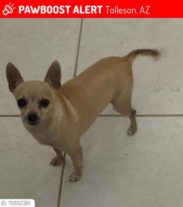 Lost Male Dog last seen 99th & Broadway, Tolleson, AZ 85353