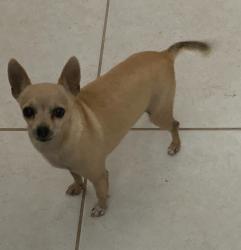 Lost Male Dog last seen 99th & Broadway, Tolleson, AZ 85353
