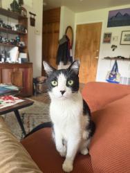 Found/Stray Male Cat last seen Lafayette Park, Detroit, MI 48207