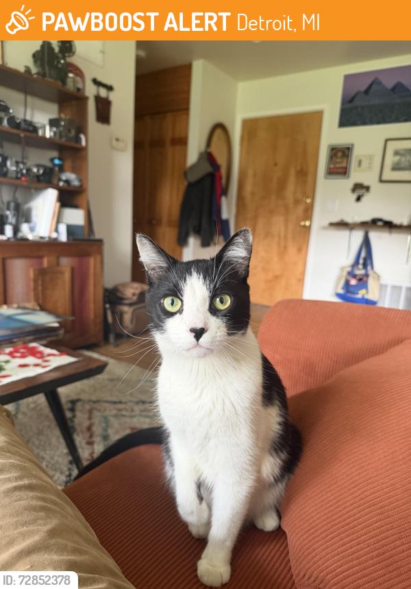 Found/Stray Male Cat last seen Lafayette Park, Detroit, MI 48207