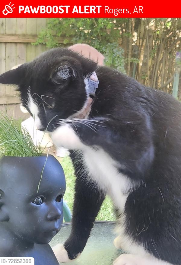 Lost Female Cat last seen South Old Wire/East Newhope, Rogers, AR 72758