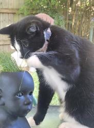 Lost Female Cat last seen South Old Wire/East Newhope, Rogers, AR 72758