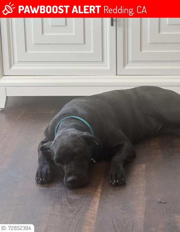 Lost Male Dog last seen Rancho , Redding, CA 96002