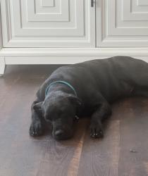 Lost Male Dog last seen Rancho , Redding, CA 96002