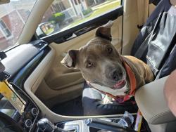 Found/Stray Female Dog last seen Elementary school, Wichita, KS 67216