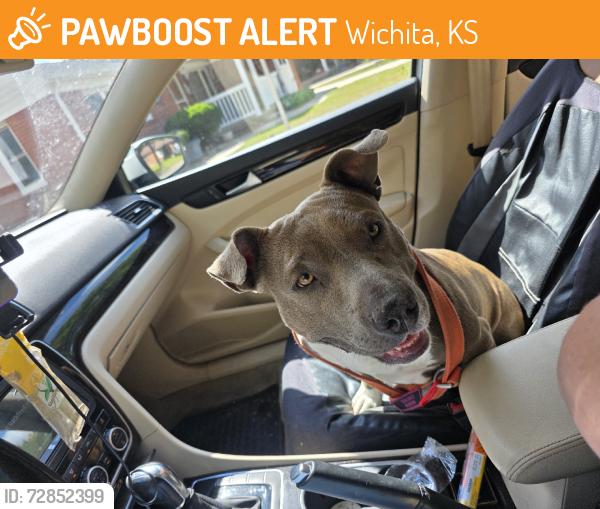 Found/Stray Female Dog last seen Elementary school, Wichita, KS 67216