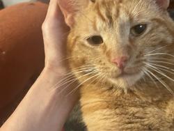 Lost Male Cat last seen North wood street near Mora lake, Mora, MN 55051