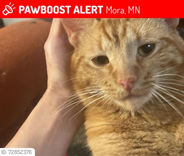 Lost Male Cat last seen North wood street near Mora lake, Mora, MN 55051