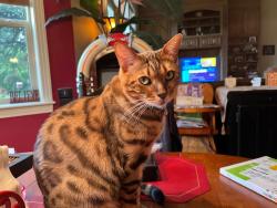 Lost Female Cat last seen SE Walnut Dr, Happy Valley, OR 97086