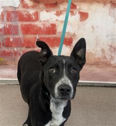 Shelter Stray Male Dog last seen Near BLOCK PENNSYLVANIA, San Bernardino, CA 92401
