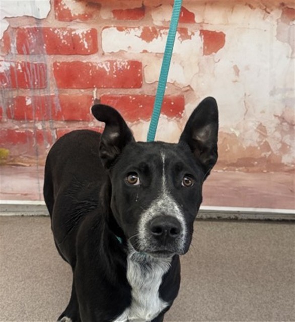 Shelter Stray Male Dog last seen Near BLOCK PENNSYLVANIA, San Bernardino, CA 92401