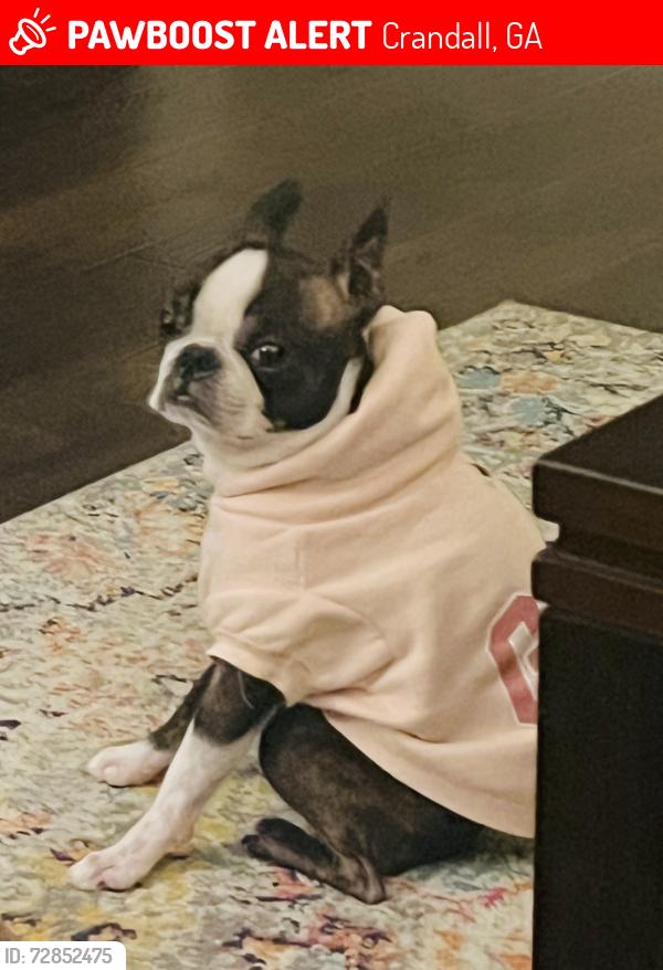 Lost Female Dog last seen N Hwy 225 and Hwy 2, Crandall, GA 30711