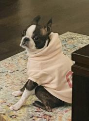 Lost Female Dog last seen N Hwy 225 and Hwy 2, Crandall, GA 30711