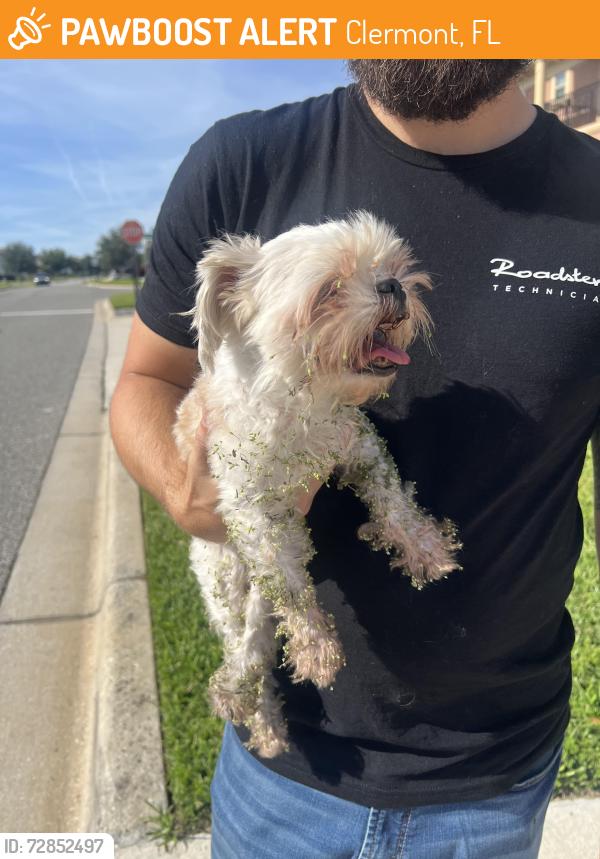Found/Stray Unknown Dog last seen Hunters run community , Clermont, FL 34711