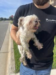 Found/Stray Unknown Dog last seen Hunters run community , Clermont, FL 34711